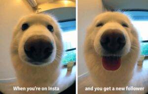 Instagram followers